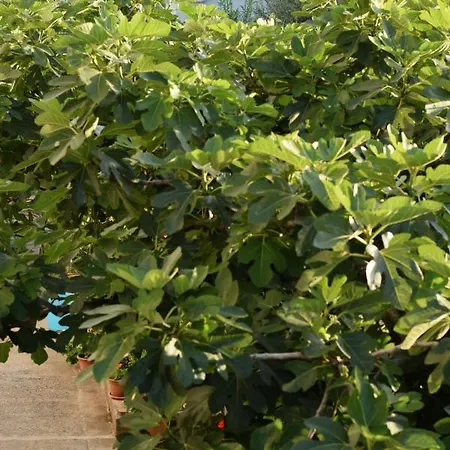 Marina Gasthof Vodice