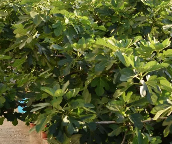 Marina Casa de hóspedes Vodice